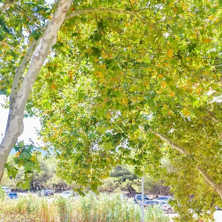 & Business By The Portuguese Butler